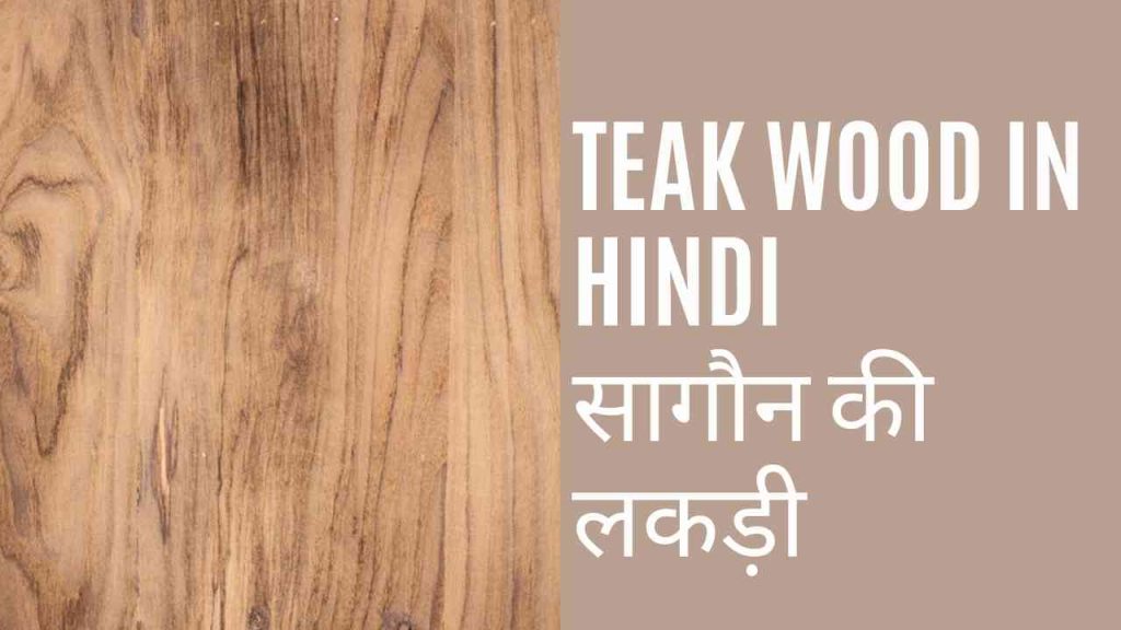 Teak Wood क्या है, Teak Wood in Hindi Benefits, Uses