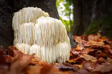 Lion’s Mane Mushroom