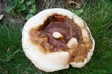 Reishi Mushroom