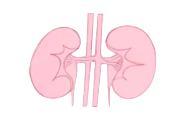 Is Zipfizz Bad for Your Kidneys